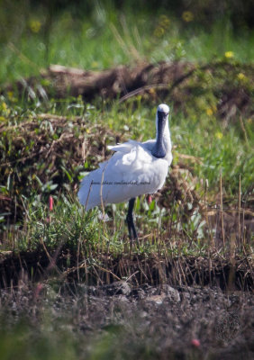 Black-faced Spoonbill (Platalea minor)