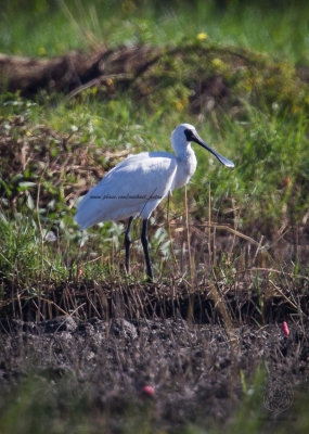 Black-faced Spoonbill  (Platalea minor)