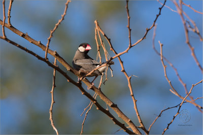 Sparrow, Java (Padda oryzivora)