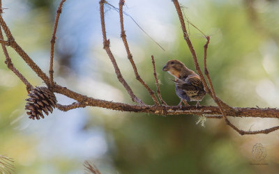 Red Crossbill  (Male) (Loxia curvirostra)