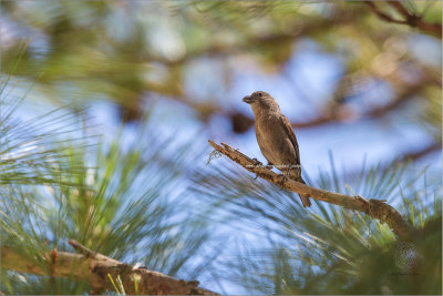 Red Crossbill  (Female) <i>(Loxia curvirostra)<i/>