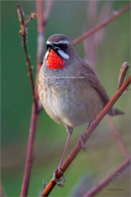 Siberian Rubythroat  (Lusciia calliope)  (male)