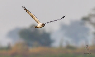 Eastern Marsh-Harrier (male) (Circus spilonotus) 