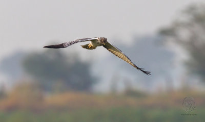 Eastern Marsh-Harrier (male) (Circus spilonotus) 