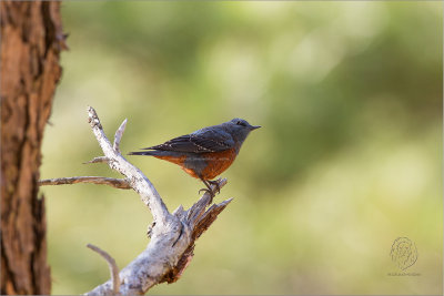 Blue Rock-Thrush (Monticola solitarius)