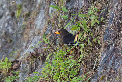 Island Thrush (Turdus poliocephalus)