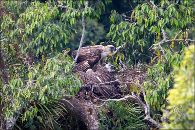 Philippine Eagle  (Pithecophaga Jefferyi)