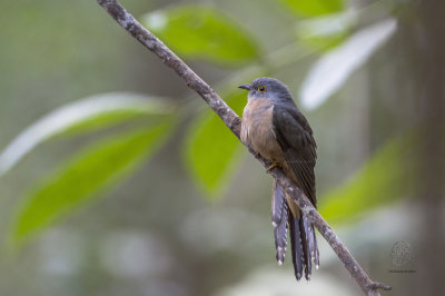 Cuckoo, Brush (Cacomantis variolosus)