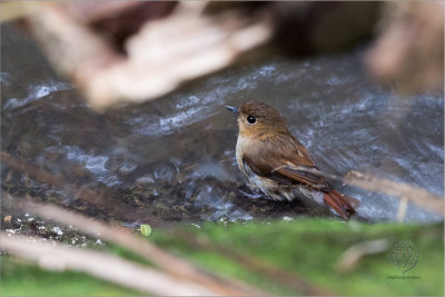 Cryptic Flycatcher (Ficedula crypta)