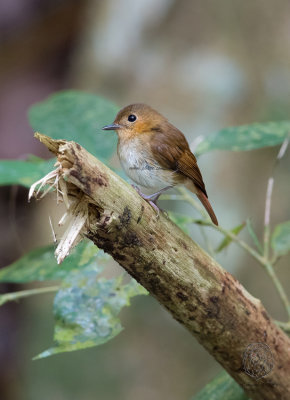 Cryptic Flycatcher (Ficedula crypta)