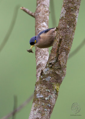 Nuthatch, Sulphur-billed (Sitta oenochlamys)