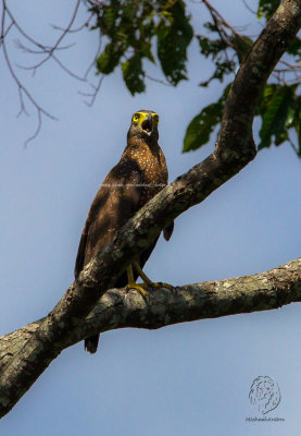 Serpent-Eagle, Philippine ( Spilornis holospilus)
