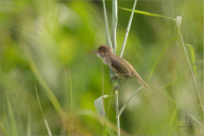 Clamorous Reed-Warbler (Acrocephalus stentoreus)