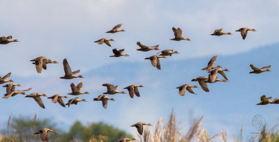 Philippine Duck (Anas luzonica)