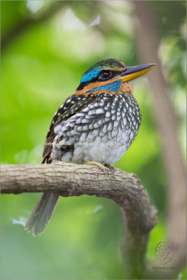Spotted Wood Kingfisher (male)