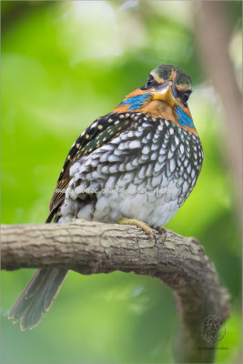 Spotted Wood Kingfisher (male)
