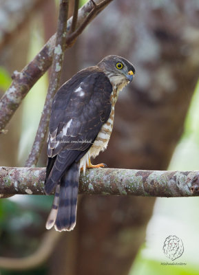 Chinese Goshawk (imm) (Accipiter soloensis)