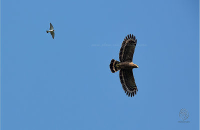 Philippine Serpent-Eagle ( Spilornis holospilus)