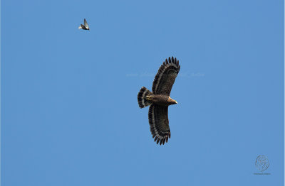 Philippine Serpent-Eagle ( Spilornis holospilus)