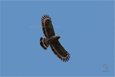 Philippine Serpent-Eagle ( Spilornis holospilus)