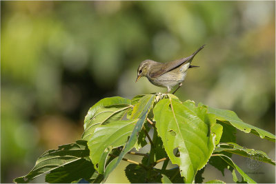 Arctic Warbler ( Phylloscopus borealis)