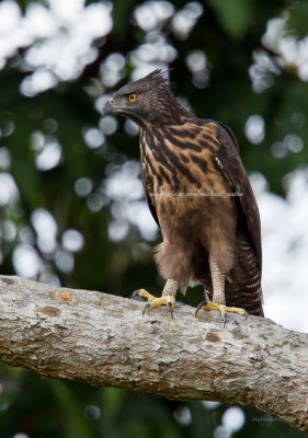 Philippine Hawk-Eagle (Nisaetus philippensis)