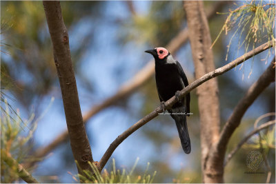 Coleto (Sarcops calvus)