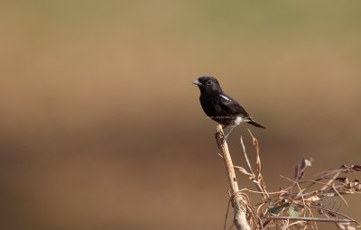 Pied Bushchat (Saxicola caprata)