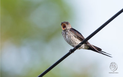 Swallow, Striated (Cecropis striolata)