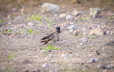 Swallow, Striated (Cecropis striolata)