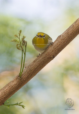 Lowland White-eye (Zosterops meyeni) 