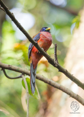 Philippine Trogon (male) (Harpactes ardens) 