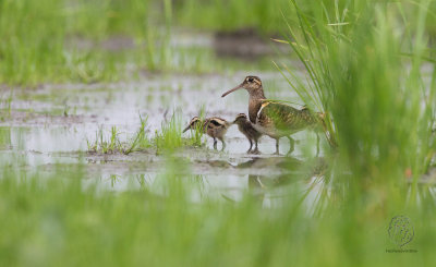 Greater Painted Snipe (Rostratula benghalensis) 