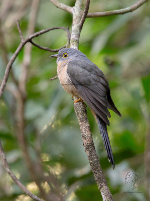 Brush Cuckoo (Camomantis variolosus) 