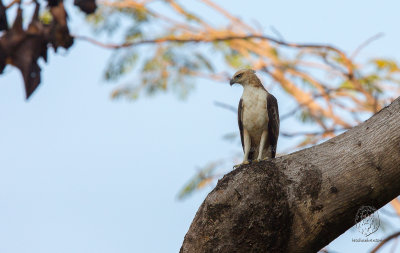 Philippine Hawk-Eagle <i>(Nisaetus philippensis)<i/>