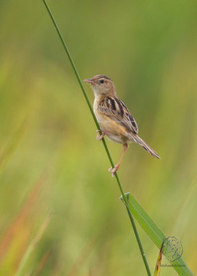 Zitting Cisticola (Cisticola juncidis)