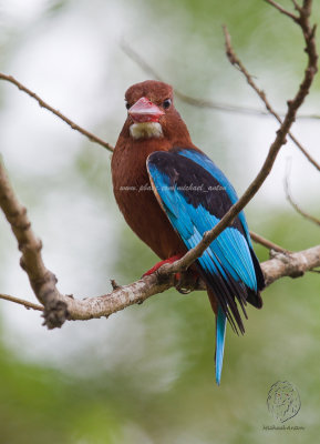 Brown-breasted Kingfisher  (Halcyon gularis)