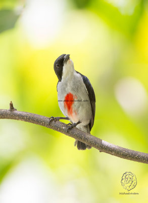 Red-keeled Flowerpecker Dicaeum australe 