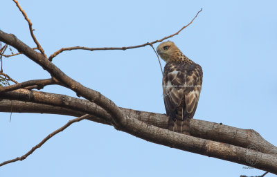 Philippine Hawk-Eagle (Nisaetus philippensis)