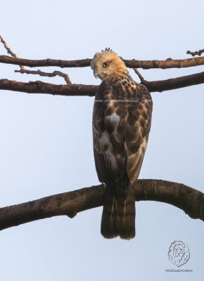Philippine Hawk-Eagle <i>(Nisaetus philippensis)<i/>