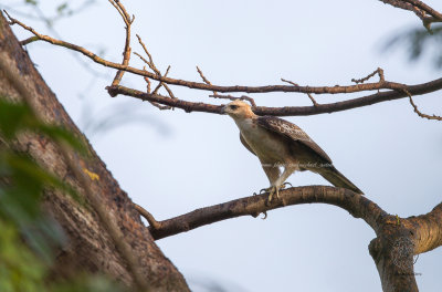 Philippine Hawk-Eagle (Nisaetus philippensis)