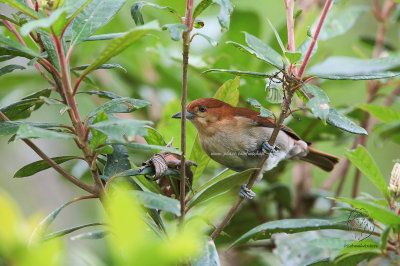 Cinnamon Ibon (Hypocryptadius cinnamomeus)