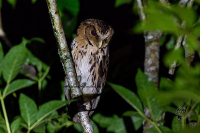 Owl, Giant Scops (Mimizuku gurneyi)