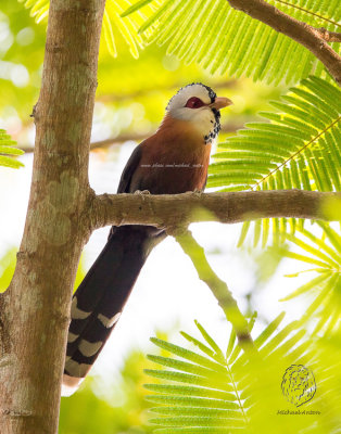 Malkoha, Scale-feathered (Phaenicophaeus cumingi)