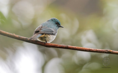 Turquoise Flycatcher (Eumyias panayensis)