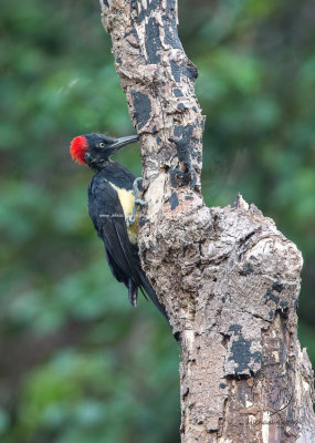 White-bellied Woodpecker (Dryocopus javensis)