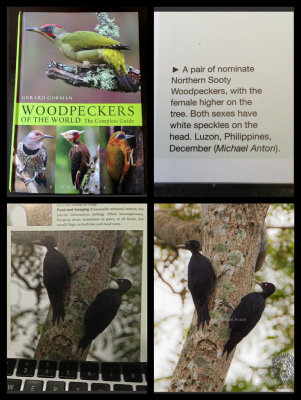 Northern Sooty Woodpeckers Published