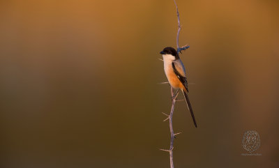 Long-tailed Shrike (Lanius schach)