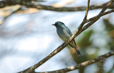 Turquoise Flycatcher (Eumyias panayensis)
