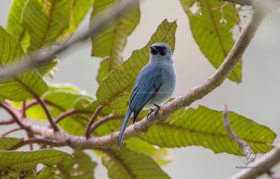 Turquoise Flycatcher (Eumyias panayensis)